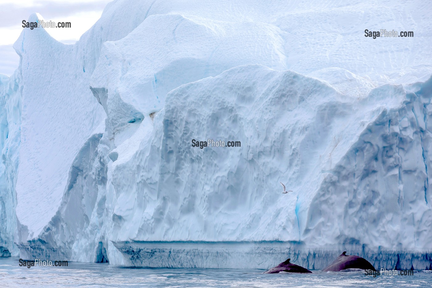 BALEINES DEVANT LES ICEBERGS DU FJORD DE GLACE DE SERMERMIUT, ILULISSAT GROENLAND, DANEMARK 