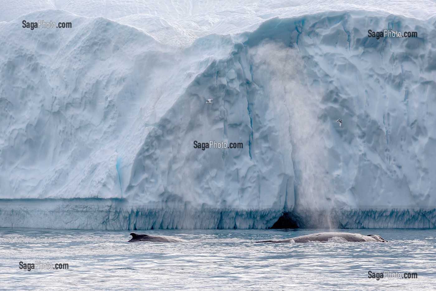 BALEINES DEVANT LES ICEBERGS DU FJORD DE GLACE DE SERMERMIUT, ILULISSAT GROENLAND, DANEMARK 