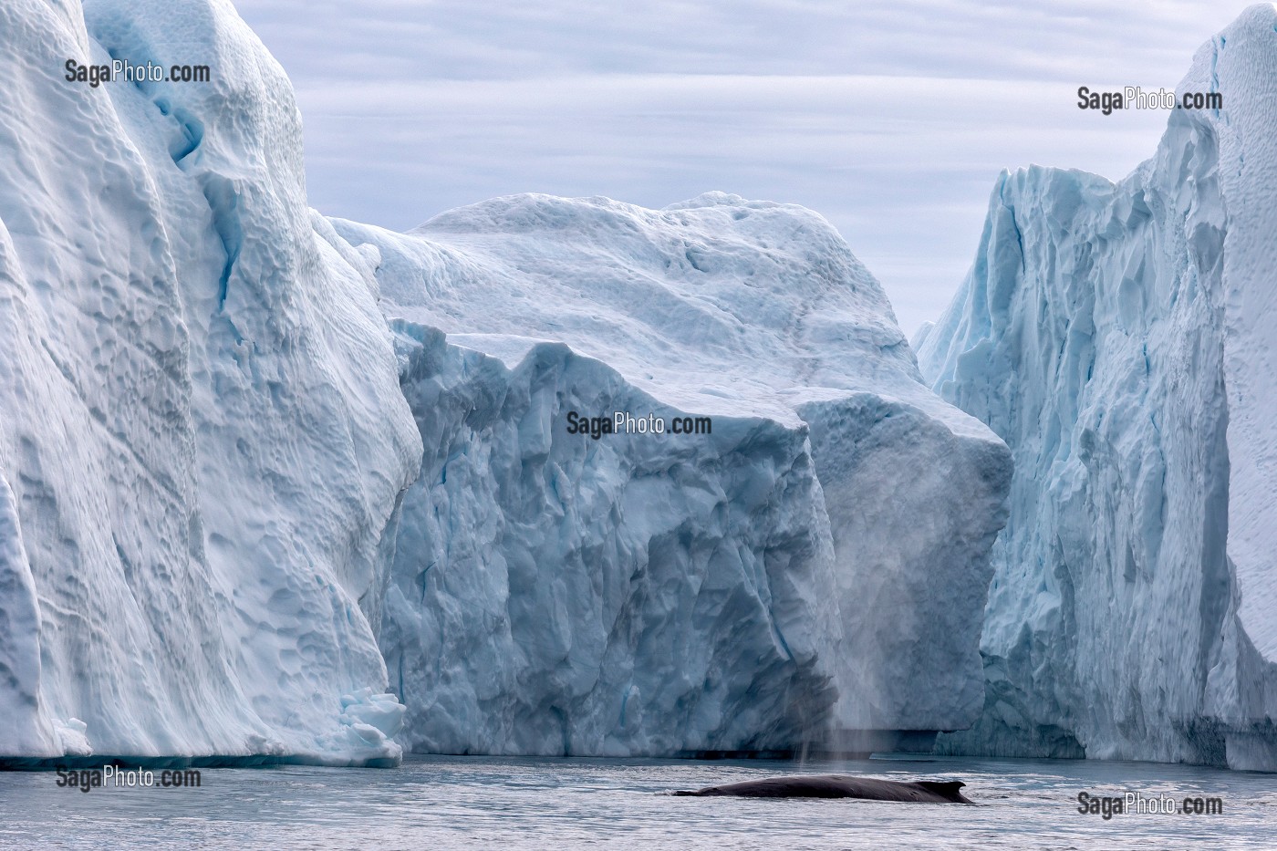 BALEINE DEVANT LES ICEBERGS DU FJORD DE GLACE DE SERMERMIUT, ILULISSAT GROENLAND, DANEMARK 