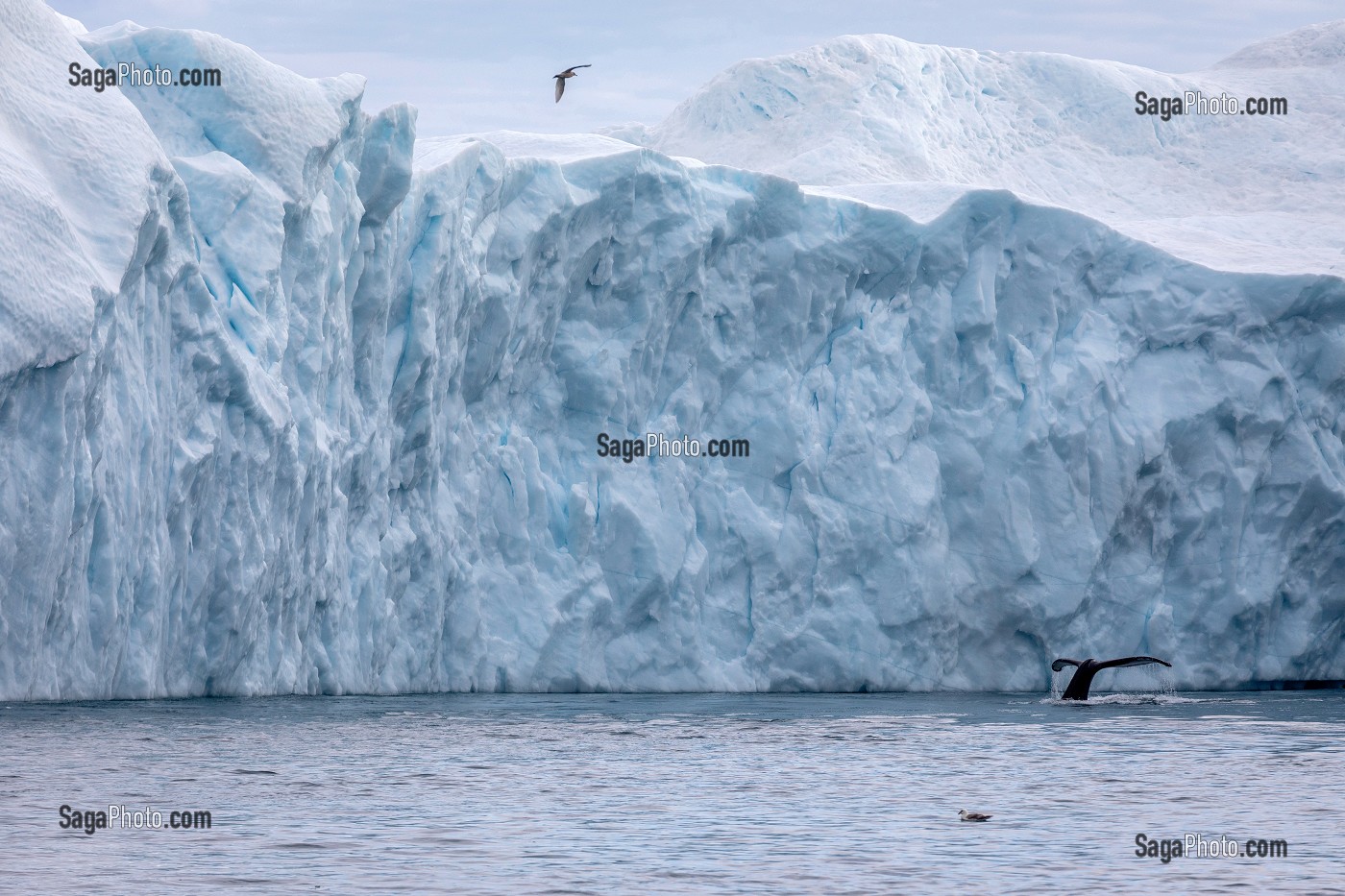 BALEINE DEVANT LES ICEBERGS DU FJORD DE GLACE DE SERMERMIUT, ILULISSAT GROENLAND, DANEMARK 