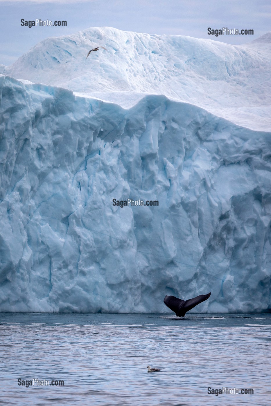 BALEINE DEVANT LES ICEBERGS DU FJORD DE GLACE DE SERMERMIUT, ILULISSAT GROENLAND, DANEMARK 