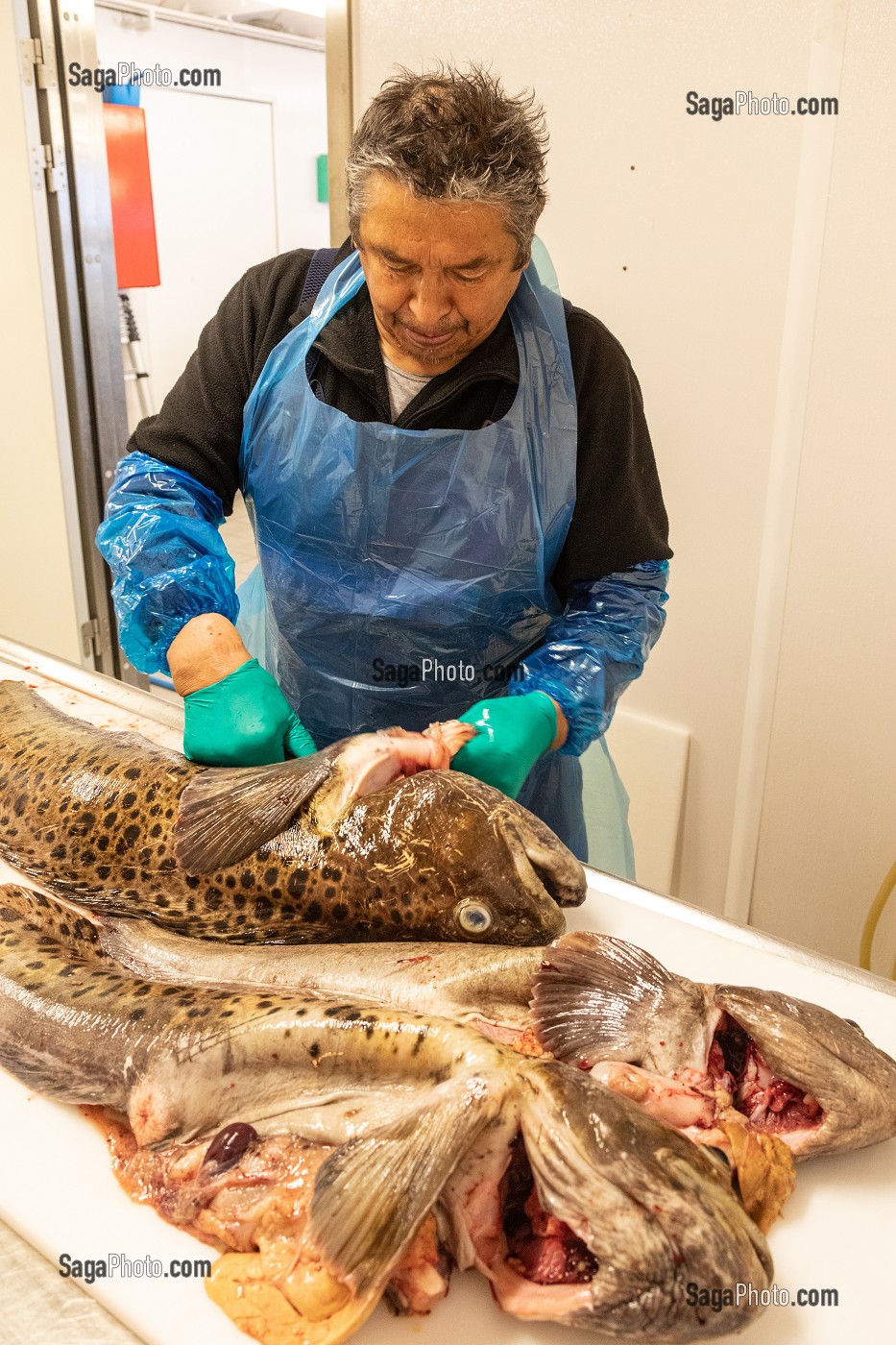 POISSONNIER EN TRAIN DE DECOUPER DU LOUP TACHETE, ESPECE EN VOIX DE DISPARITION, MARCHE DE POISSONS, SISIMIUT, GROENLAND, DANEMARK 