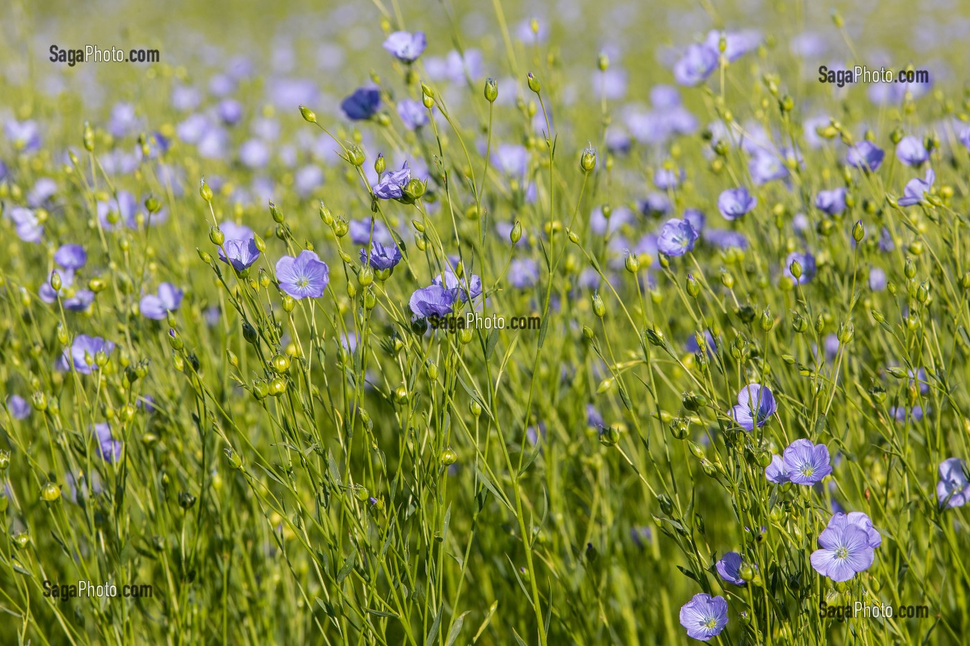 CHAMPS DE LIN EN FLEURS, RUGLES (27), FRANCE 