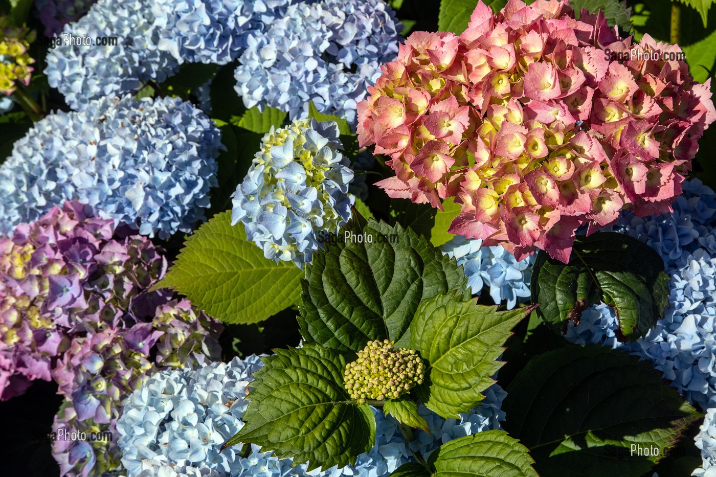 HORTENSIAS DE COULEUR ROSE ET BLEUE, CHATILLON-EN-DUNOIS (28), FRANCE 