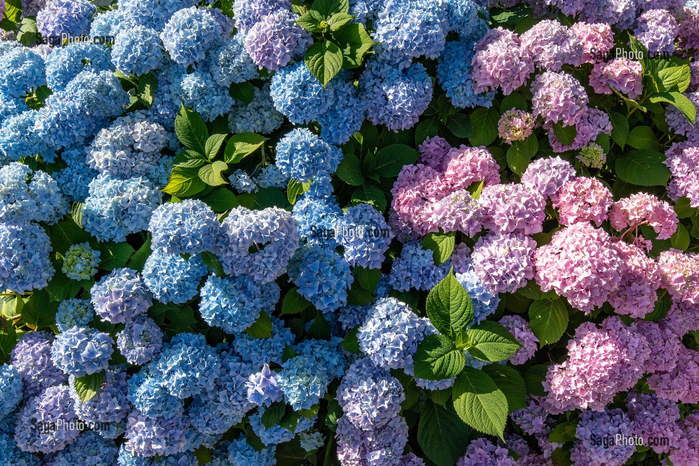 HORTENSIAS DE COULEUR ROSE ET BLEUE, CHATILLON-EN-DUNOIS (28), FRANCE 