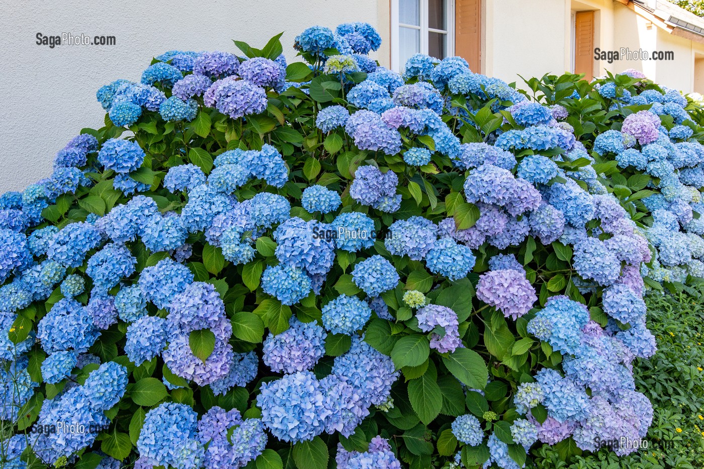 HORTENSIAS DE COULEUR BLEUE, CHATILLON-EN-DUNOIS (28), FRANCE 