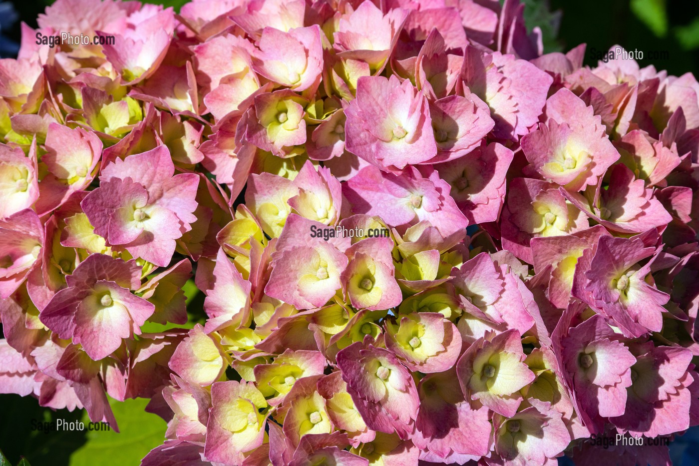 HORTENSIAS DE COULEUR ROSE, CHATILLON-EN-DUNOIS (28), FRANCE 