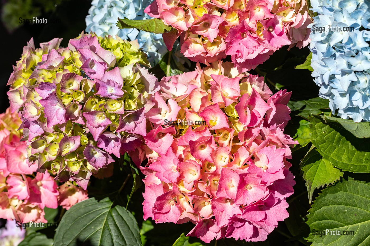 HORTENSIAS DE COULEUR ROSE, CHATILLON-EN-DUNOIS (28), FRANCE 