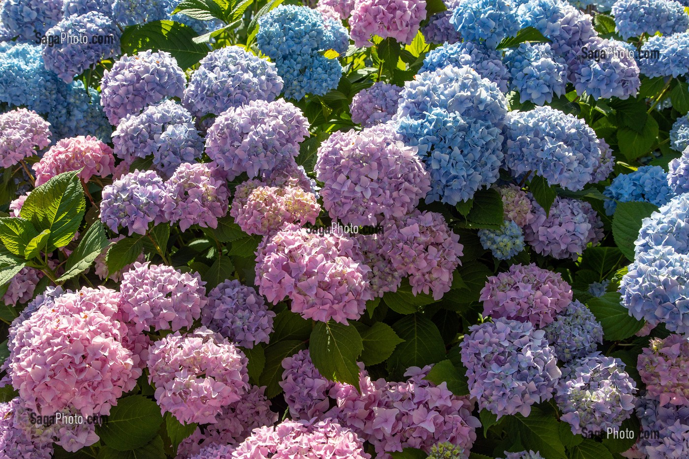 HORTENSIAS DE COULEUR ROSE ET BLEUE, CHATILLON-EN-DUNOIS (28), FRANCE 