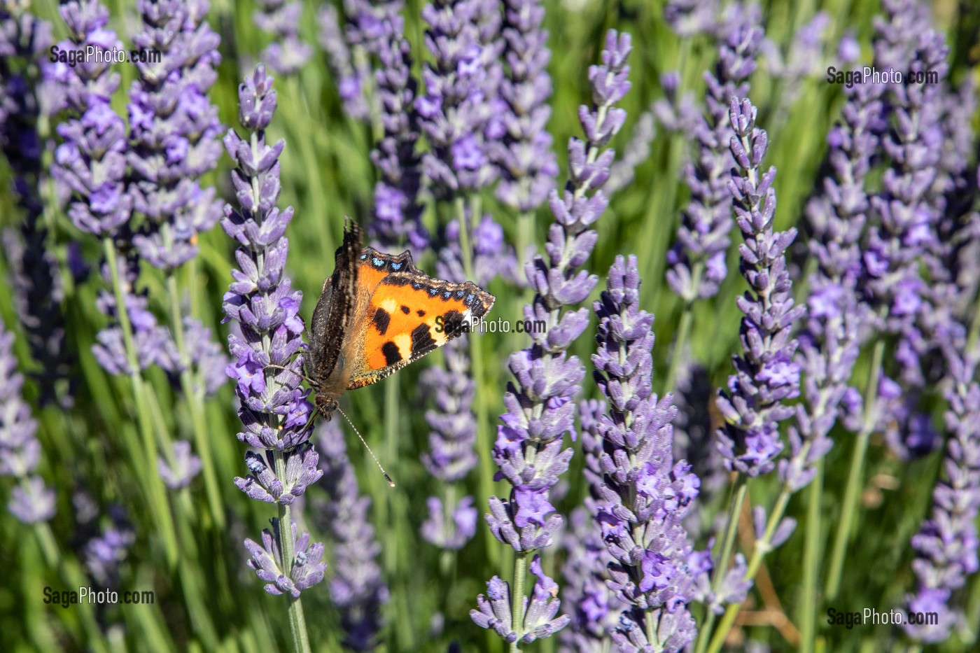 PAPILLON POSE SUR DES FLEURS DE LAVANDIN, CHATILLON-EN-DUNOIS (28), FRANCE 