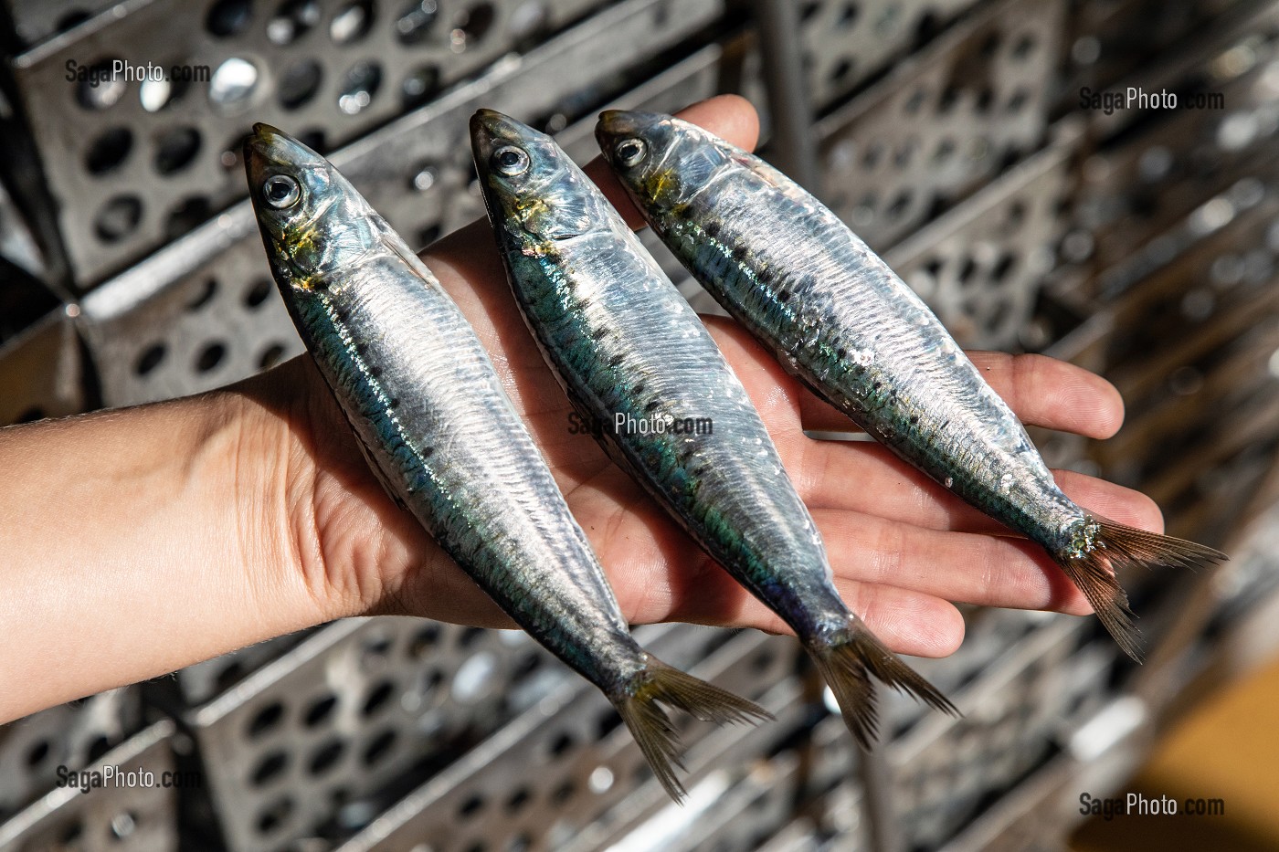 SARDINES FRAICHES A L'ARRIVEE DE LA CONSERVERIE LA BELLE-ILOISE, QUIBERON, MORBIHAN (56), FRANCE 