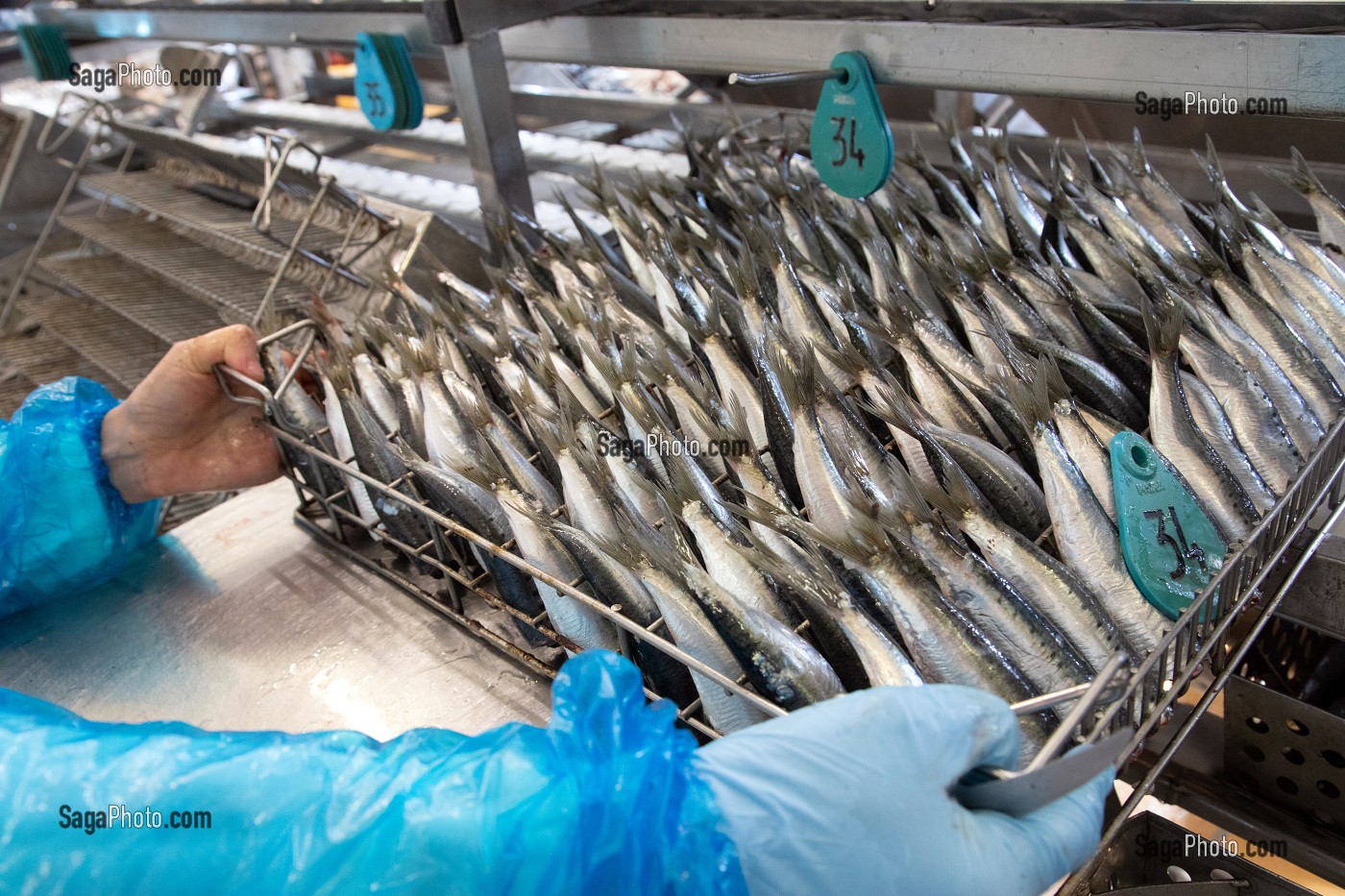 SARDINES NETTOYEES ET VIDEES A LA MAIN AVANT CUISSON, CONSERVERIE LA BELLE-ILOISE, QUIBERON, MORBIHAN (56), FRANCE 