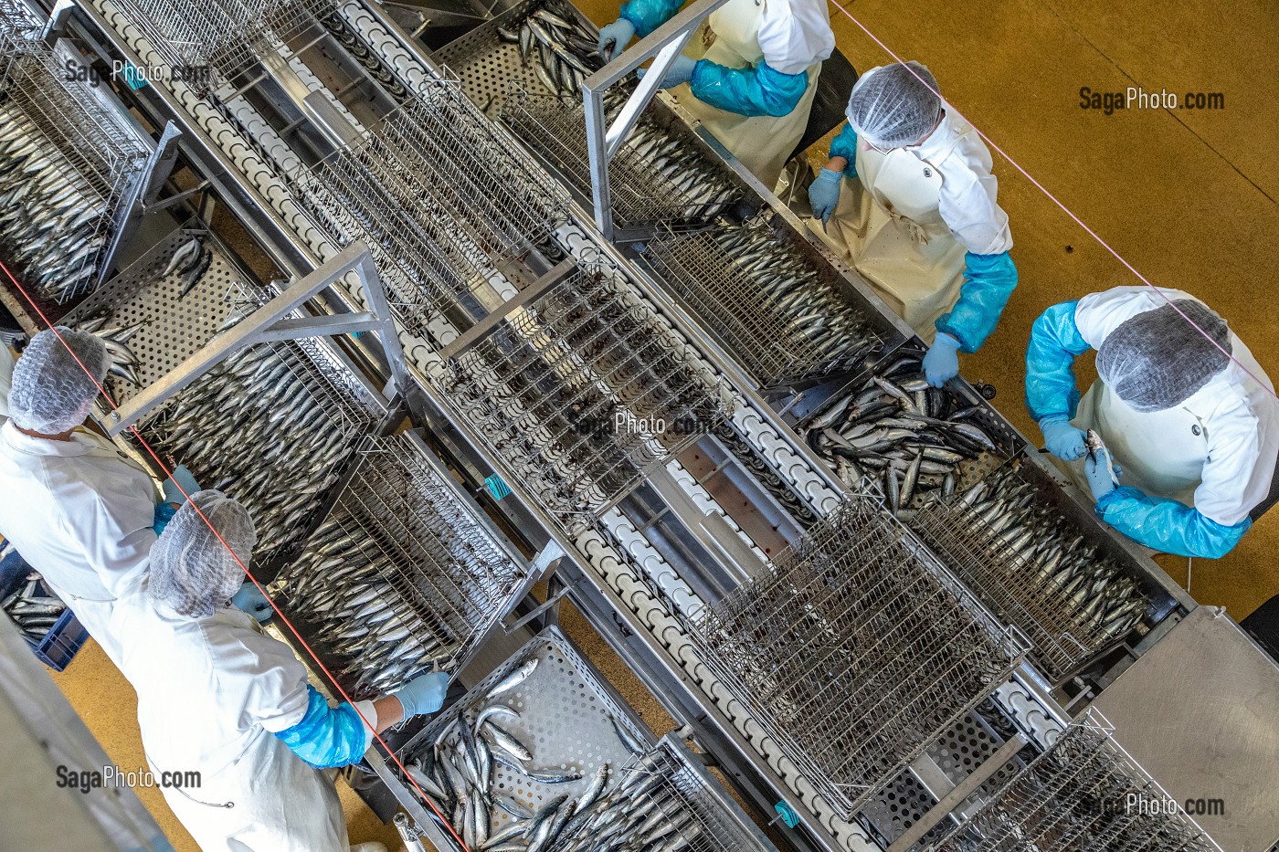 PREPARATION, VIDAGE ET LAVAGE DES SARDINES A LA MAIN AVANT CUISSON, CONSERVERIE LA BELLE-ILOISE, QUIBERON, MORBIHAN (56), FRANCE 