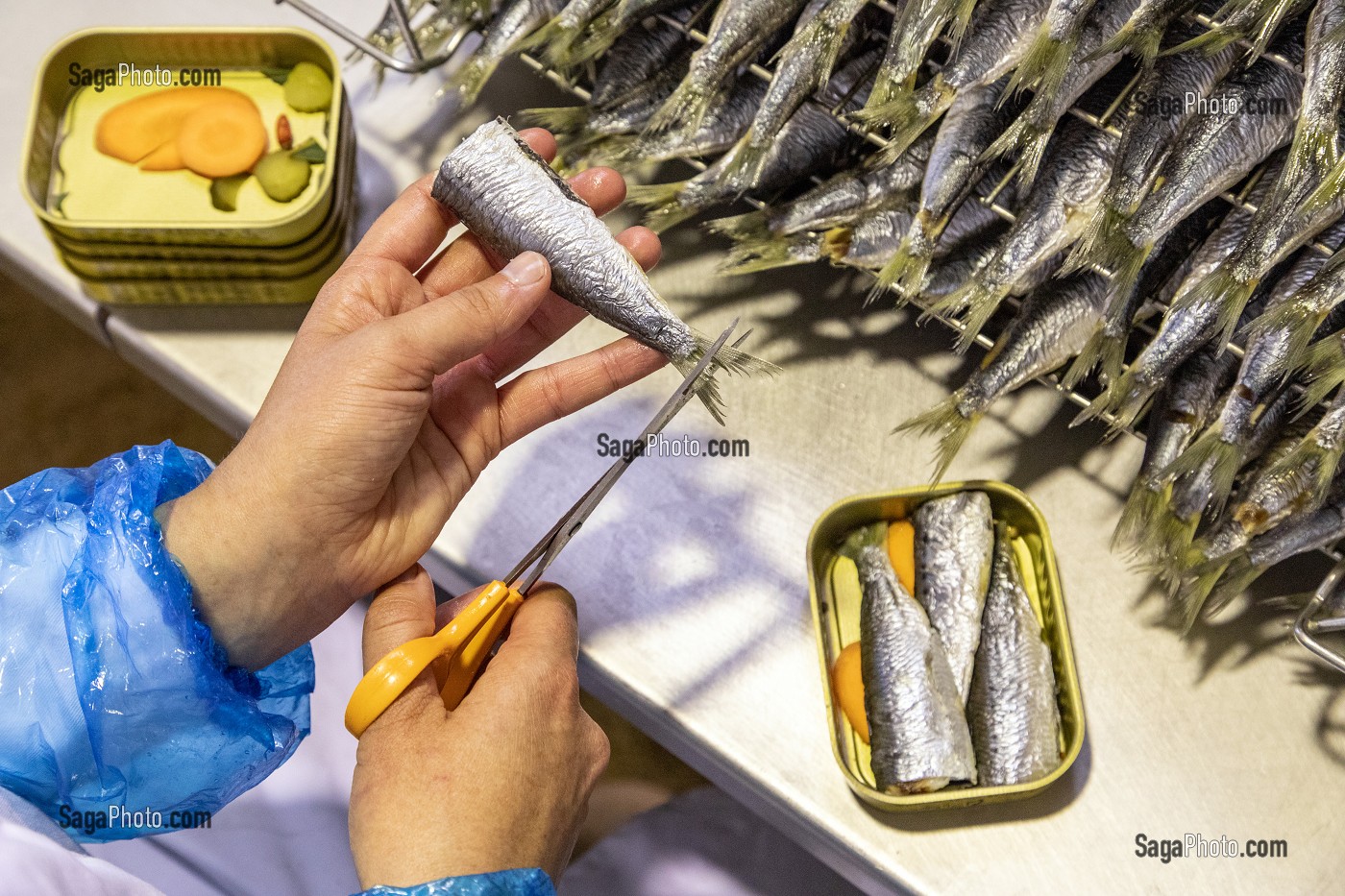 MISE EN BOITE DES SARDINES A LA MAIN, CONSERVERIE LA BELLE-ILOISE, QUIBERON, MORBIHAN (56), FRANCE 