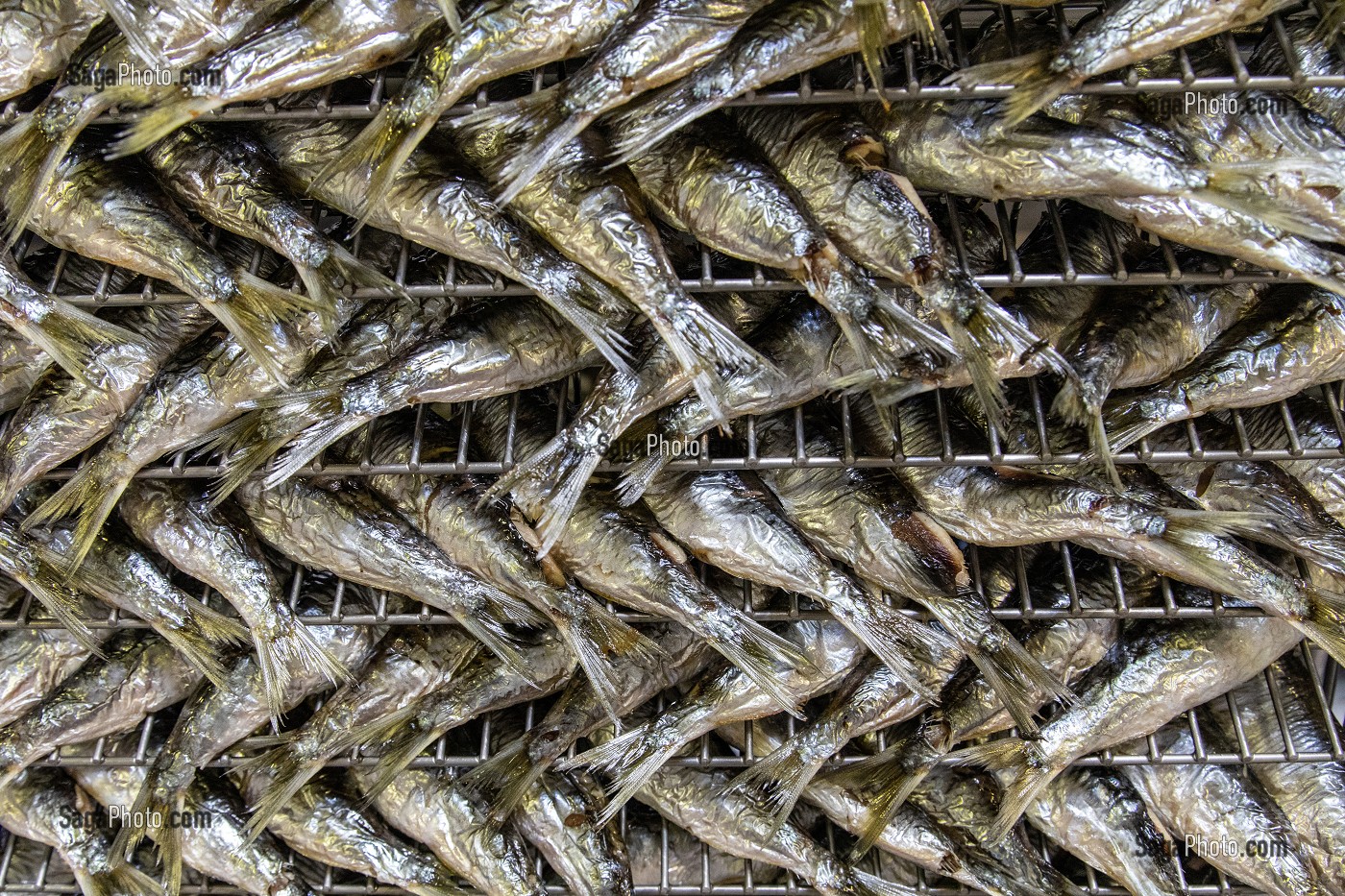 SORTIE DE CUISSON DES SARDINES, CONSERVERIE LA BELLE-ILOISE, QUIBERON, MORBIHAN (56), FRANCE 