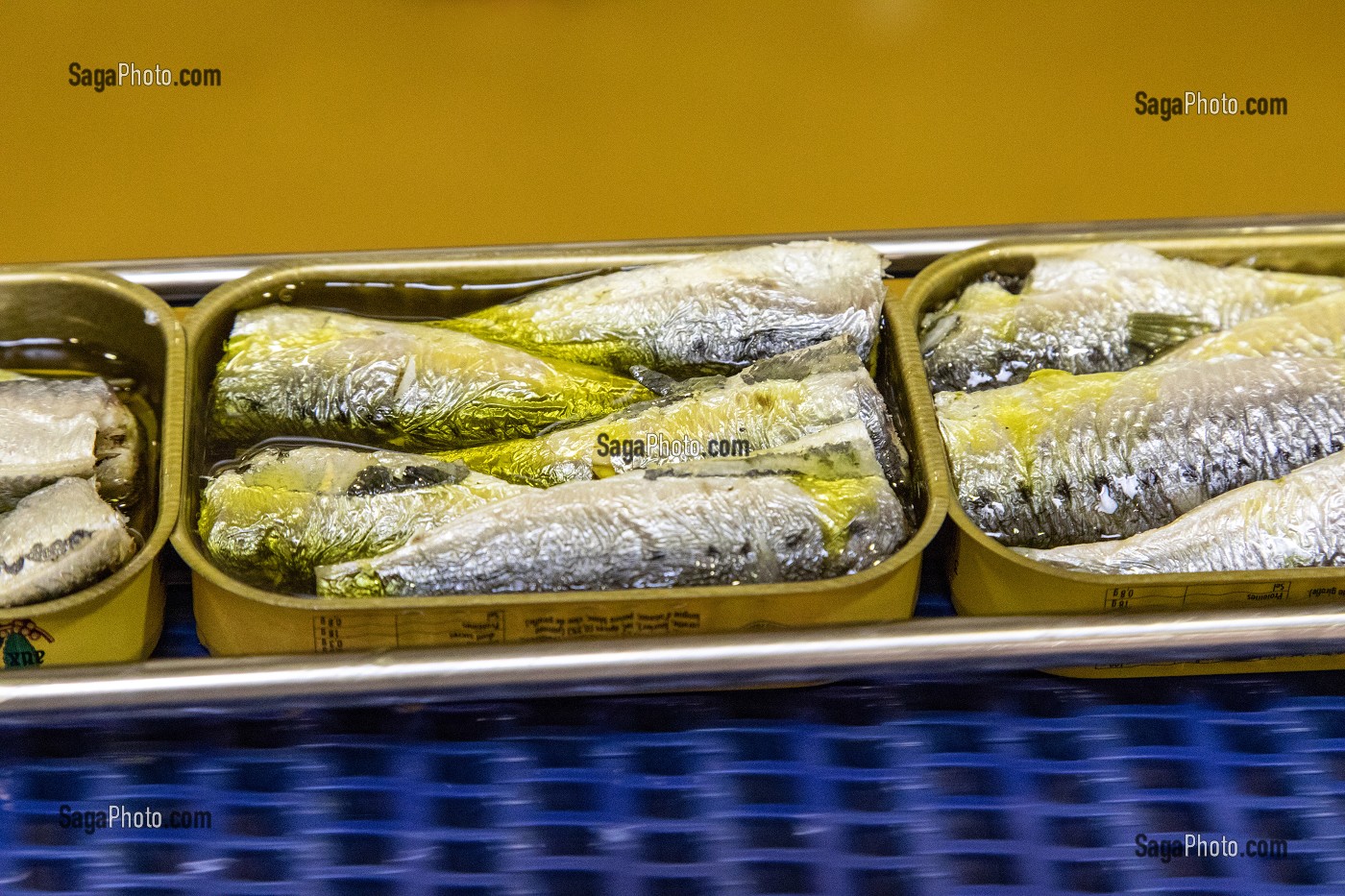 HUILE D'OLIVES SUR LES BOITES DE SARDINES, CONSERVERIE LA BELLE-ILOISE, QUIBERON, MORBIHAN (56), FRANCE 