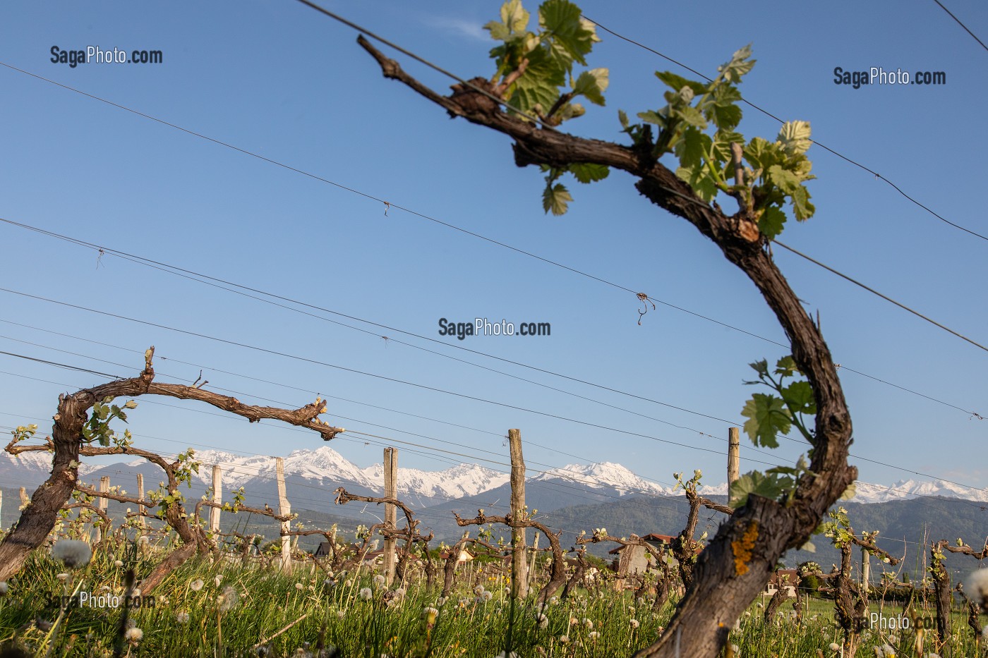 VIGNES DU VIGNOBLES DE CHIGNIN, VIN BLANC, CHIGNIN, SAVOIE (73), FRANCE 