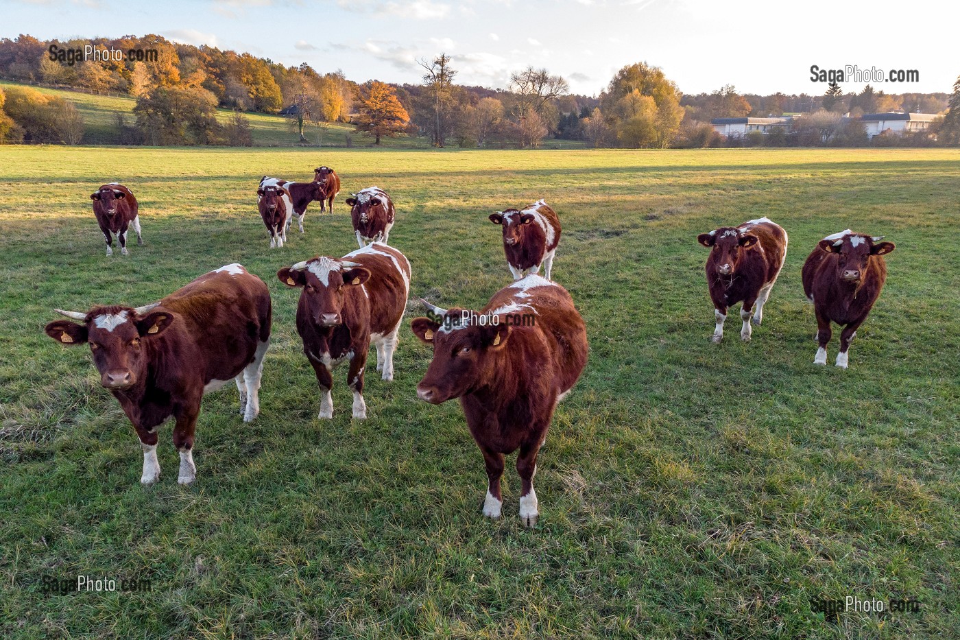 TROUPEAU DE VACHES DE RACES MAINE-ANJOU DEVANT LA FORET AUX COULEURS D'AUTOMNE, RUGLES (27), FRANCE 