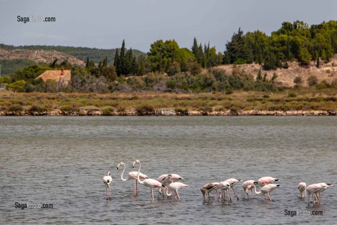 FLAMANTS ROSES DANS L'ETANG DU DOUL DEVANT LA GARRIGUE, PEYRIAC-SUR-MER, AUDE (11), FRANCE 