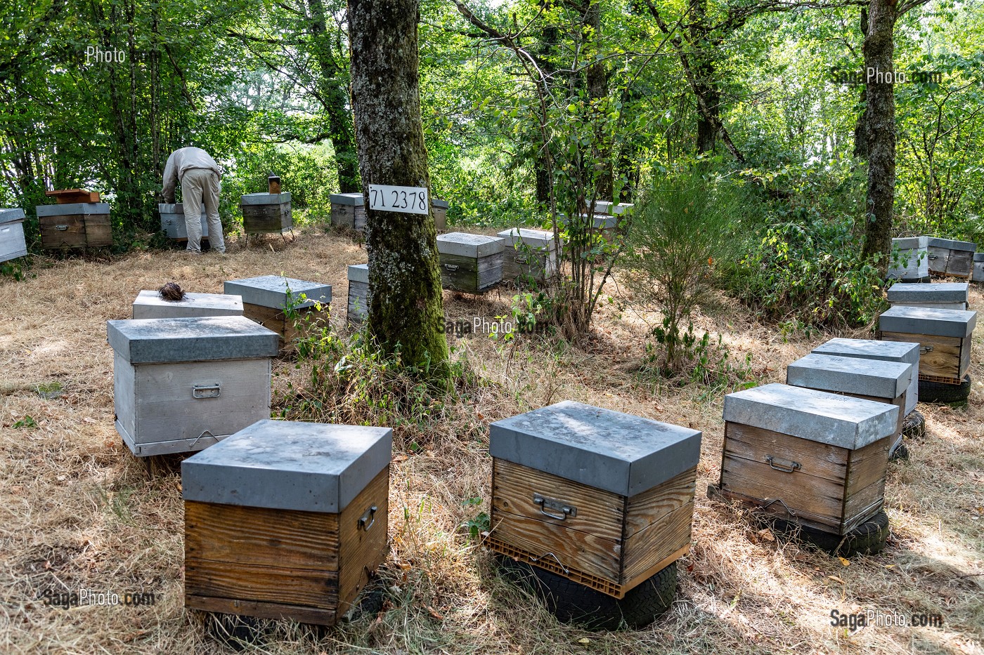 LE RUCHER AU MILIEU DES ARBRES, TRAVAIL DANS LES RUCHES, BOURGOGNE (71), FRANCE 