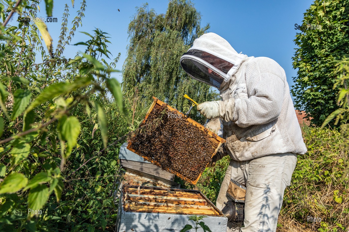 APICULTEUR AVEC SES CADRES DE MIEL REMPLIS D'ABEILLES, VERIFICATION DU COUVAIN ET DE LA REINE, TRAVAIL DANS LES RUCHES, BOURGOGNE (71), FRANCE 