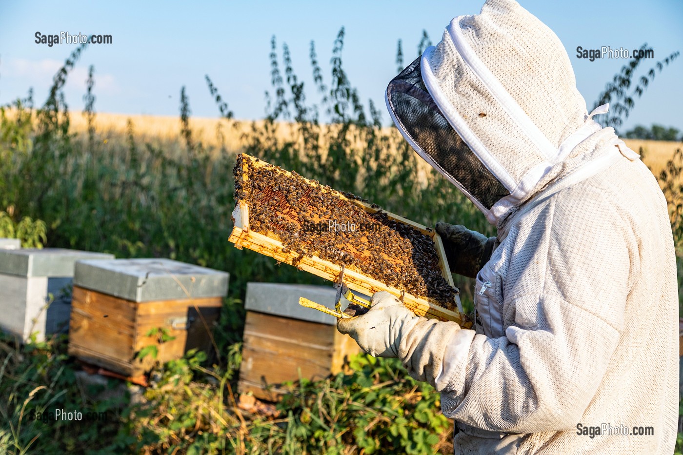 APICULTEUR AVEC SES CADRES DE MIEL REMPLIS D'ABEILLES, VERIFICATION DU COUVAIN ET DE LA REINE, TRAVAIL DANS LES RUCHES, BOURGOGNE (71), FRANCE 