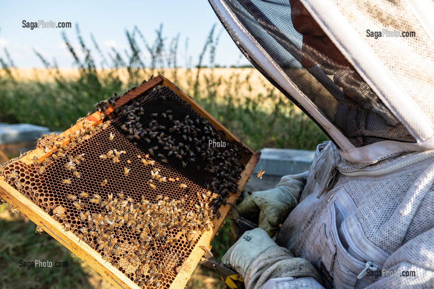 APICULTEUR AVEC SES CADRES DE MIEL REMPLIS D'ABEILLES, VERIFICATION DU COUVAIN ET DE LA REINE, TRAVAIL DANS LES RUCHES, BOURGOGNE (71), FRANCE 