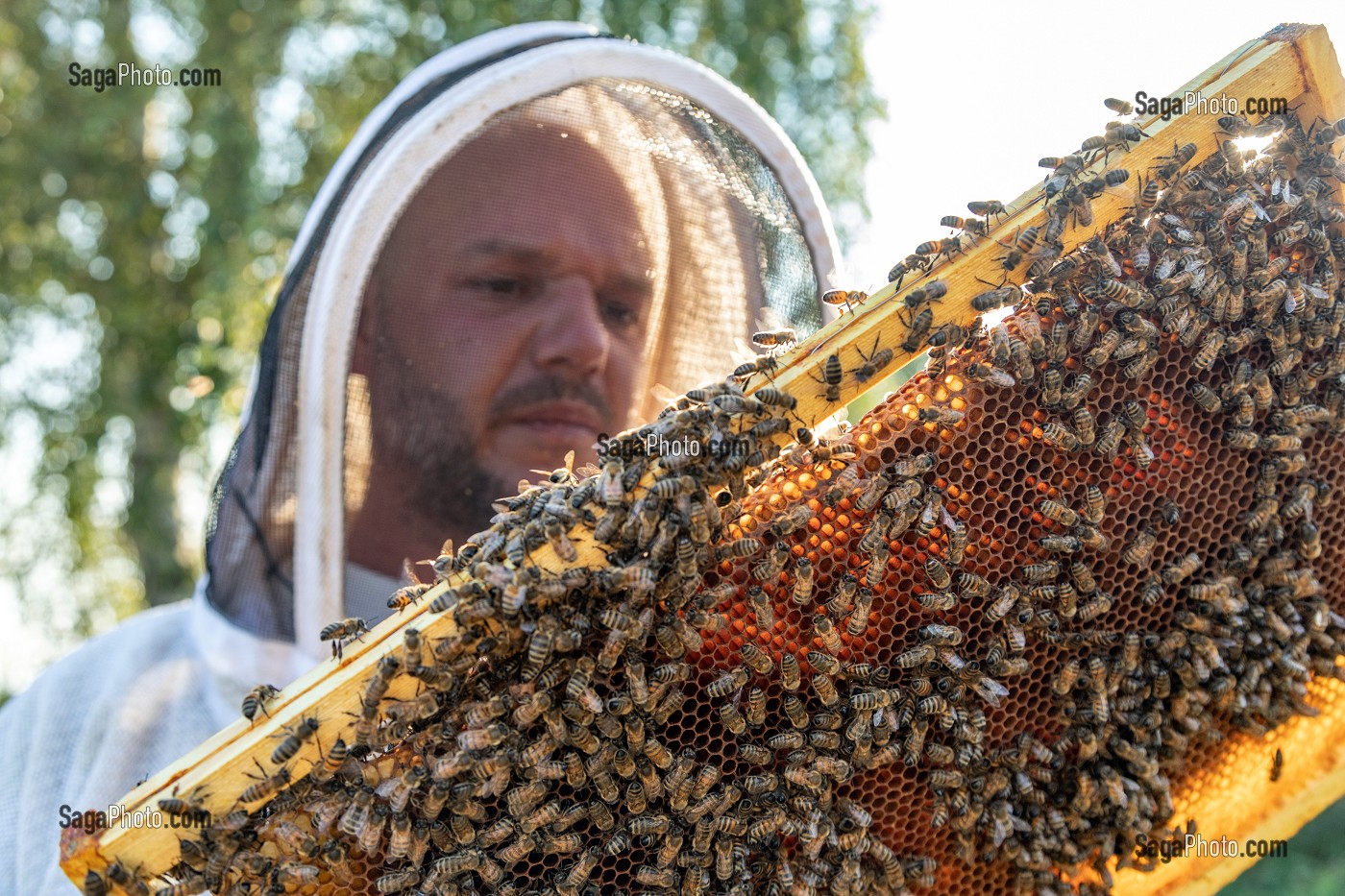 APICULTEUR AVEC SES CADRES DE MIEL REMPLIS D'ABEILLES, VERIFICATION DU COUVAIN ET DE LA REINE, TRAVAIL DANS LES RUCHES, BOURGOGNE (71), FRANCE 