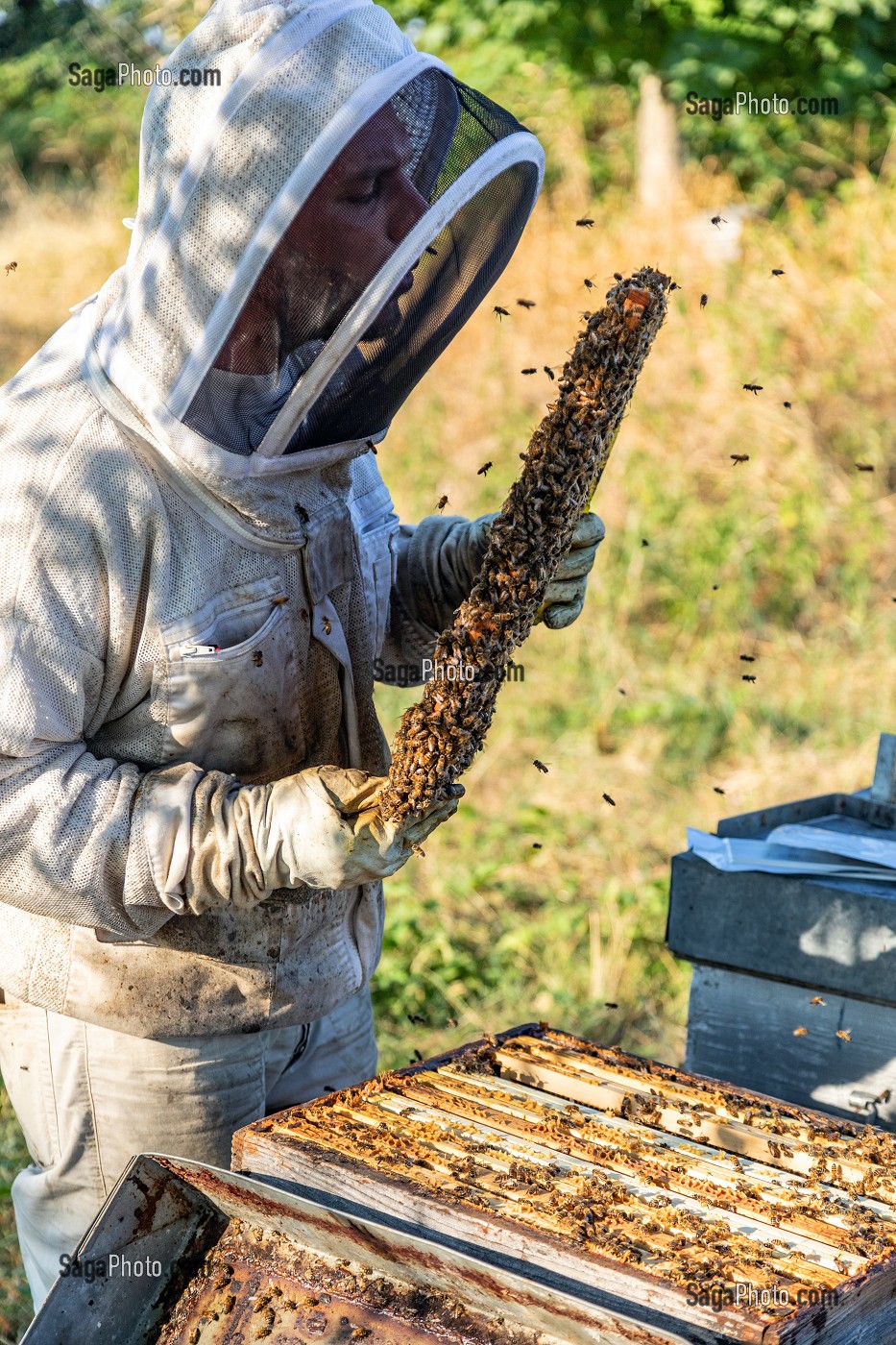 APICULTEUR AVEC SES CADRES DE MIEL REMPLIS D'ABEILLES, VERIFICATION DU COUVAIN ET DE LA REINE, TRAVAIL DANS LES RUCHES, BOURGOGNE (71), FRANCE 