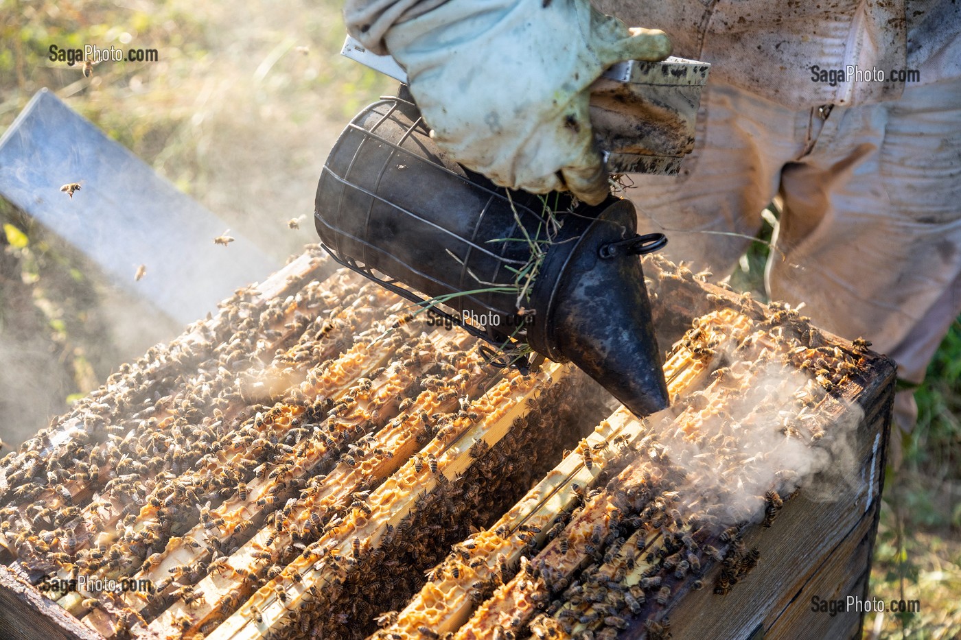 APICULTEUR AVEC SON ENFUMOIR AU MILIEU DES CADRES ET DES ABEILLES, VERIFICATION DU COUVAIN ET DE LA REINE, TRAVAIL DANS LES RUCHES, BOURGOGNE (71), FRANCE 