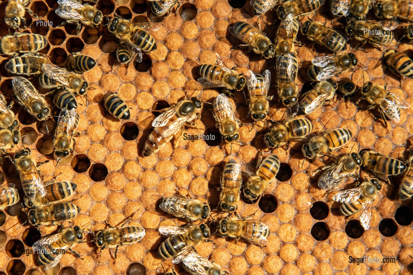 LA REINE AU MILIEU DE SA COLONIE D'ABEILLES SUR UN CADRE DE COUVAIN, TRAVAIL DANS LES RUCHES, BOURGOGNE (71), FRANCE 