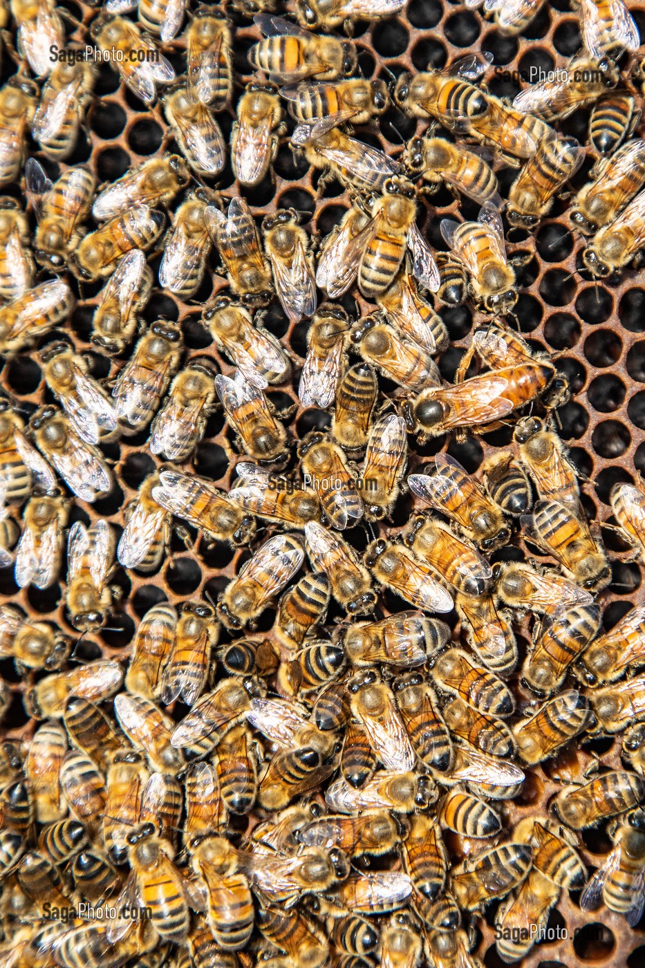 LA REINE AU MILIEU DE SA COLONIE D'ABEILLES SUR UN CADRE DE COUVAIN, TRAVAIL DANS LES RUCHES, BOURGOGNE (71), FRANCE 