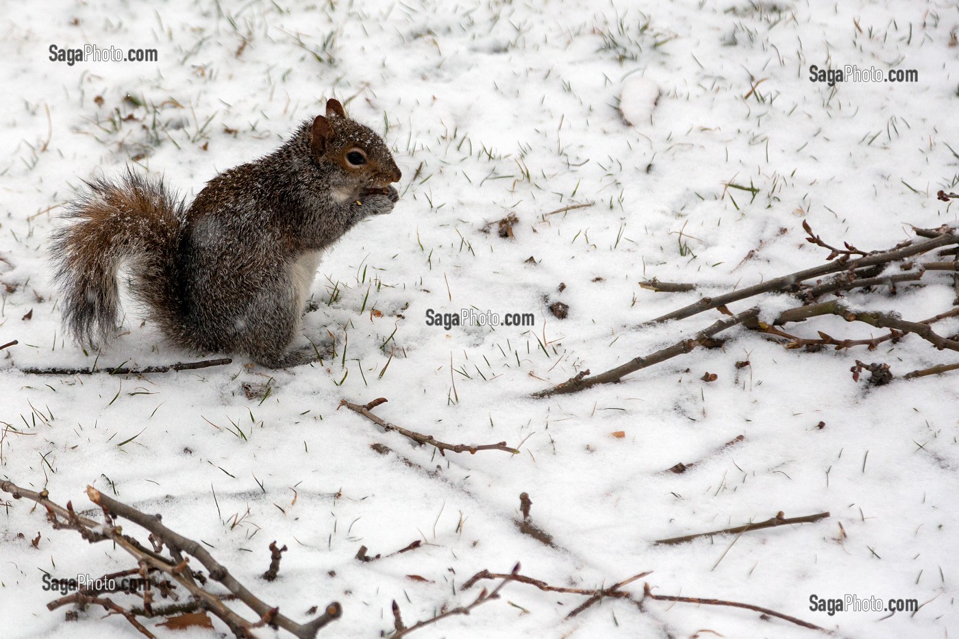 ECUREUIL, CENTRAL PARK UN JOUR DE NEIGE, MANHATTAN, NEW-YORK, ETATS-UNIS, USA 