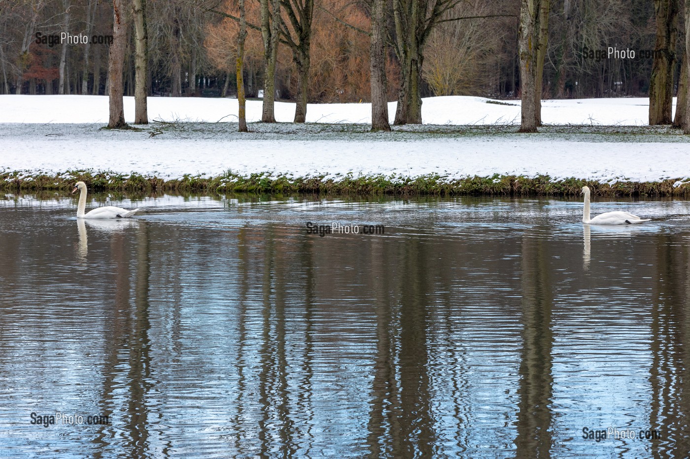 CYGNES SUR LES BASSINS DU CHATEAU DE MAINTENON SOUS LA NEIGE, EURE-ET-LOIR (28), FRANCE 