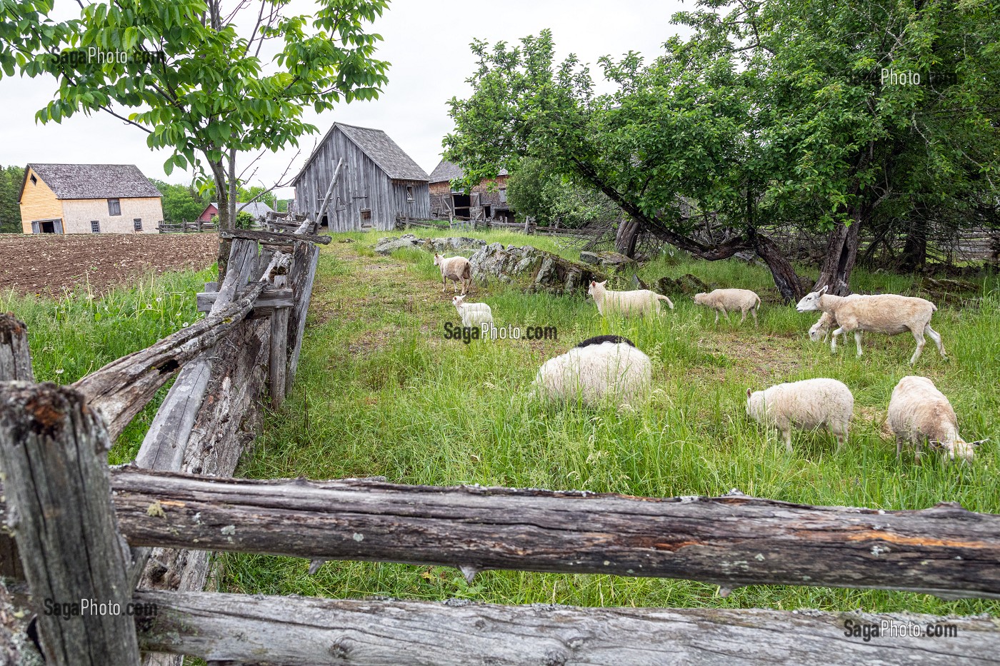 ELEVAGE DE MOUTONS, FERME JOSLIN, KINGS LANDING, VILLAGE HISTORIQUE ANGLOPHONE, PAROISSE DE PRINCE-WILLIAM, FREDERICTON, NOUVEAU-BRUNSWICK, CANADA, AMERIQUE DU NORD 