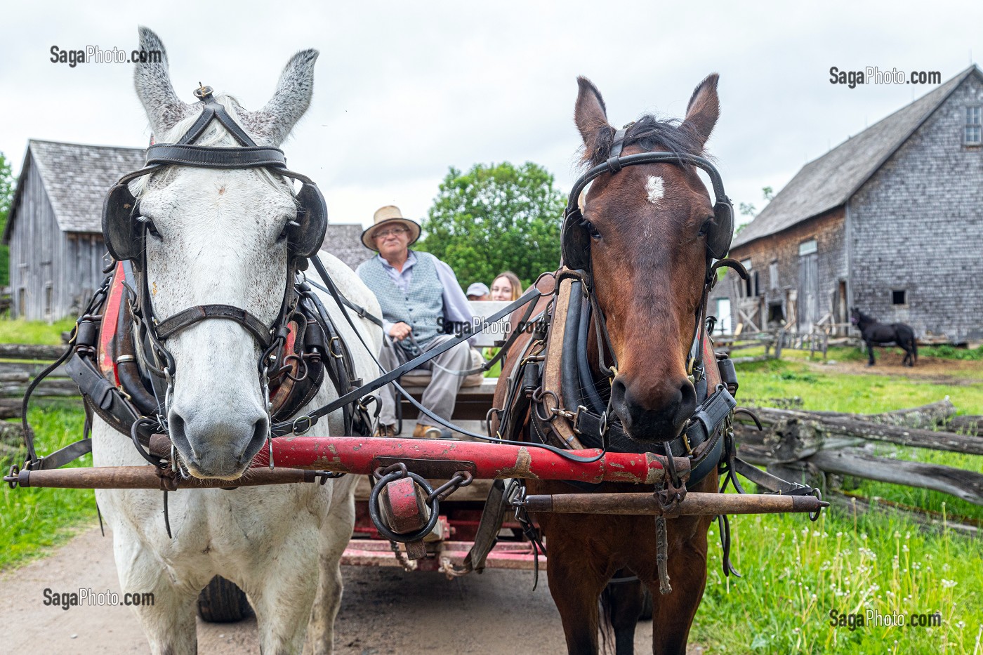 ATTELAGE D'EPOQUE POUR LES TRAVAUX ET DEPLACEMENTS, FERME JOSLIN, KINGS LANDING, VILLAGE HISTORIQUE ANGLOPHONE, PAROISSE DE PRINCE-WILLIAM, FREDERICTON, NOUVEAU-BRUNSWICK, CANADA, AMERIQUE DU NORD 