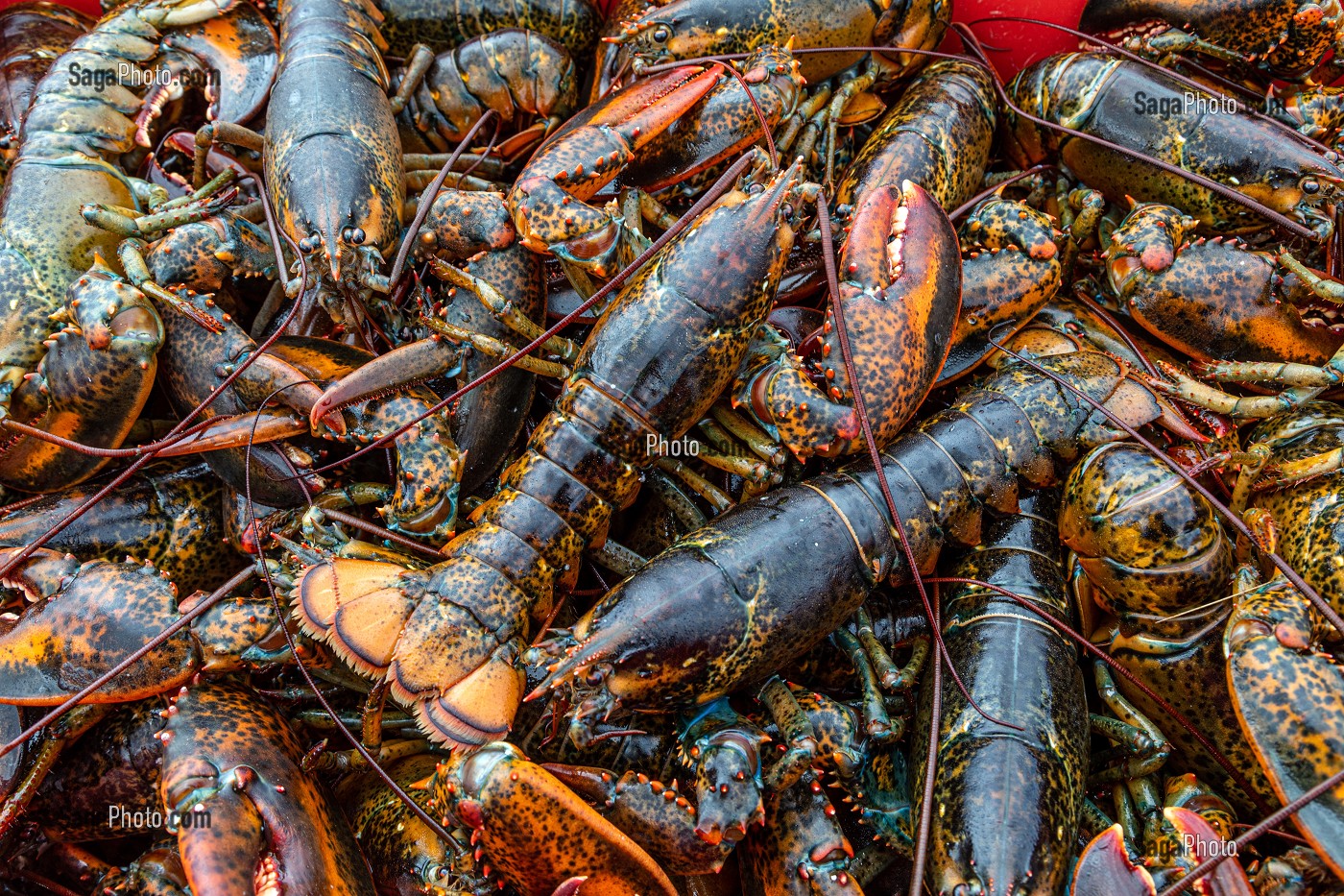 HOMARDS CANADIENS, PORT DE MISCOU, ILE MISCOU, NOUVEAU-BRUNSWICK, CANADA, AMERIQUE DU NORD 