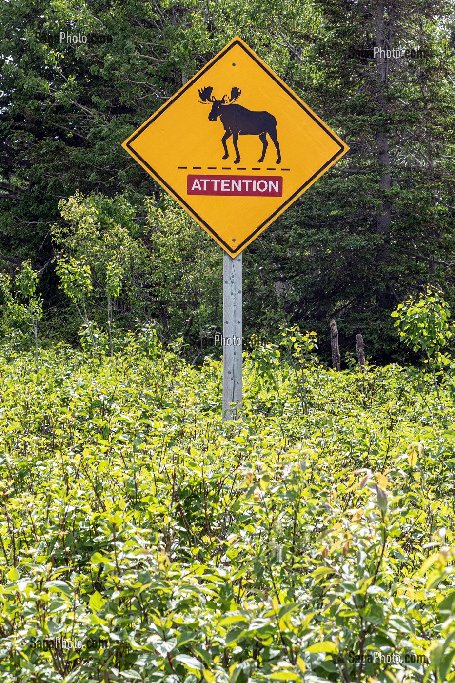 PANNEAU SIGNALANT LA PRESENCE D'ORIGNAL, POTENTIELLEMENT DANGEREUX, ILE MISCOU, NOUVEAU-BRUNSWICK, CANADA, AMERIQUE DU NORD 