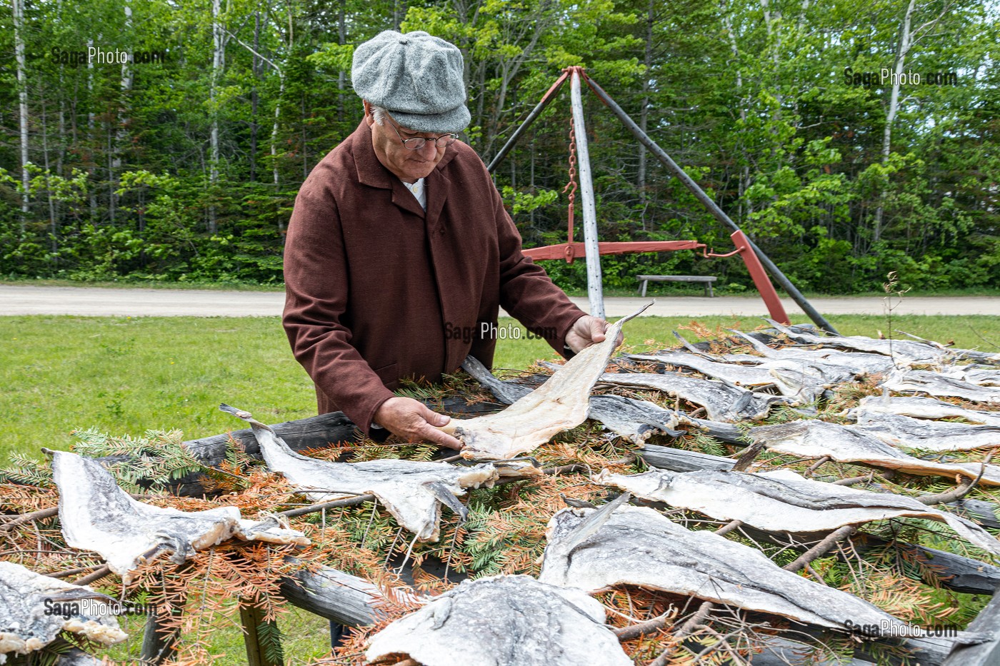 SECHAGE DES MORUES SALEES DEVANT L'ENTREPOT ROBIN DE 1855, VILLAGE HISTORIQUE ACADIEN, BERTRAND, NOUVEAU-BRUNSWICK, CANADA, AMERIQUE DU NORD 