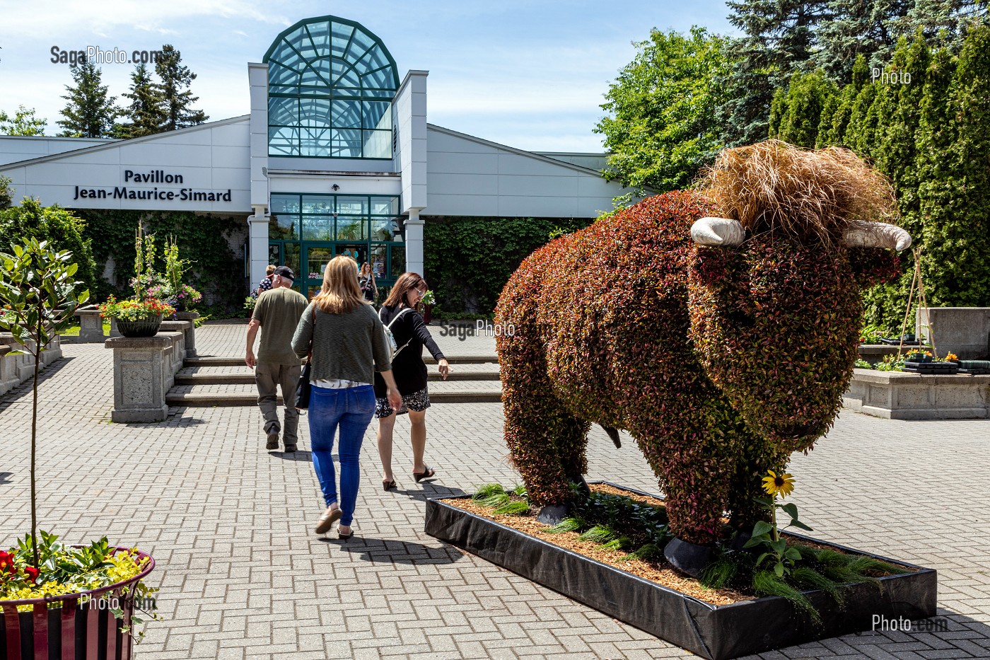 SCULPTURE VEGETALE D'UN TAUREAU A L'ENTREE, MOSAICULTURE, JARDIN BOTANIQUE, EDMUNDSTON, NOUVEAU-BRUNSWICK, CANADA, AMERIQUE DU NORD 