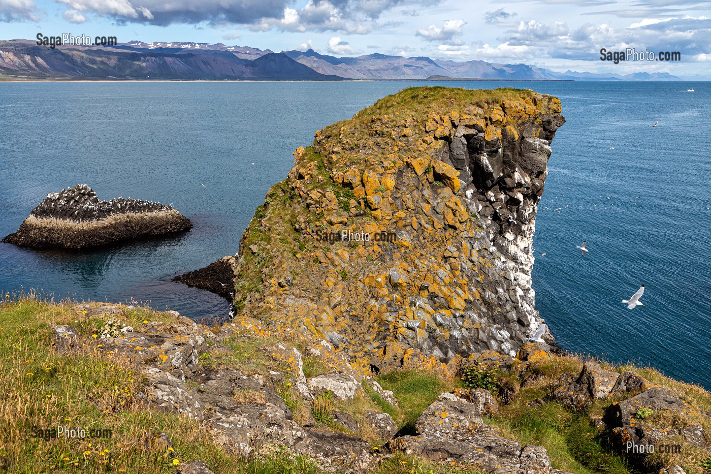 FALAISES DE ROCHES VOLCANIQUES NOIRES, ZONE DE NIDIFICATION DES GOELANDS, PRESQU'ILE VOLCANIQUE DE GRUNDARFJORDUR, PENINSULE DE SNAEFFELSNES DECRITE DANS LE ROMAN DE JULES VERNES, ARNARSTAPI, ISLANDE 