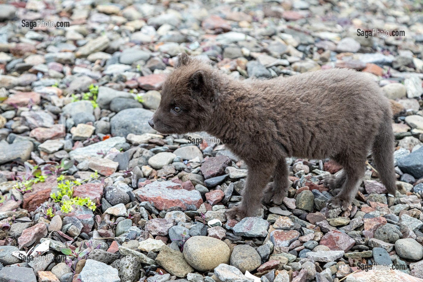 RENARDEAU AVEC SON PELAGE GRIS, JEUNE RENARD POLAIRE ESKIFJORDUR, ISLANDE, EUROPE 