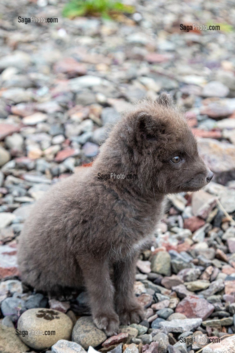 RENARDEAU AVEC SON PELAGE GRIS, JEUNE RENARD POLAIRE ESKIFJORDUR, ISLANDE, EUROPE 