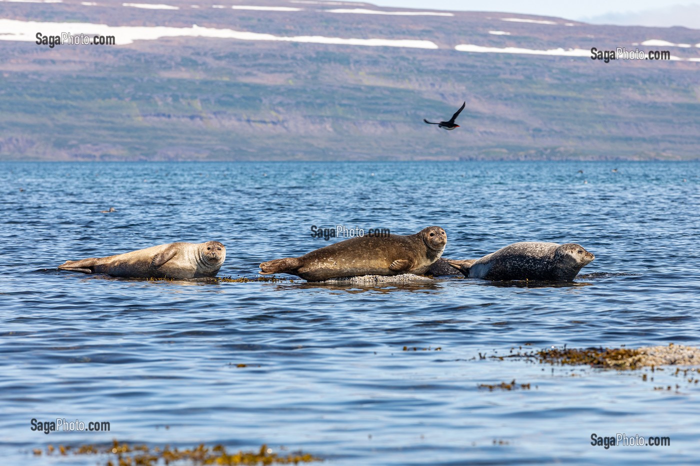 PHOQUES DEVANT L'ILE DE VIGUR, RESERVE ORNITHOLOGIQUE D'OISEAUX MARINS, FJORD ISAFJARDARJUP, ISLANDE, EUROPE 