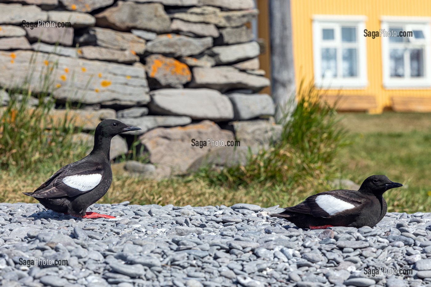 OISEAUX MARINS, ILE DE VIGUR, RESERVE ORNITHOLOGIQUE D'OISEAUX MARINS, FJORD ISAFJARDARJUP, ISLANDE, EUROPE 