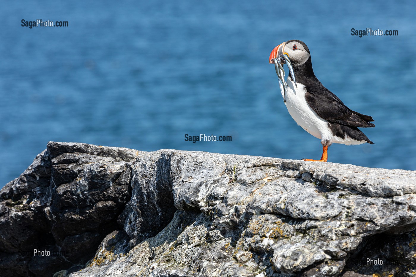 MACAREUX MOINE OU PERROQUET DE MER APRES LA PECHE AVEC DES POISSONS DANS SON BEC, ILE DE VIGUR, RESERVE ORNITHOLOGIQUE D'OISEAUX MARINS, FJORD ISAFJARDARJUP, ISLANDE, EUROPE 