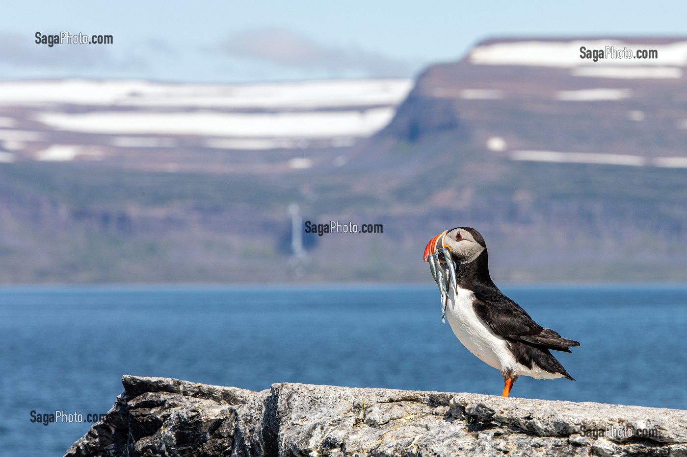 MACAREUX MOINE OU PERROQUET DE MER APRES LA PECHE AVEC DES POISSONS DANS SON BEC, ILE DE VIGUR, RESERVE ORNITHOLOGIQUE D'OISEAUX MARINS, FJORD ISAFJARDARJUP, ISLANDE, EUROPE 