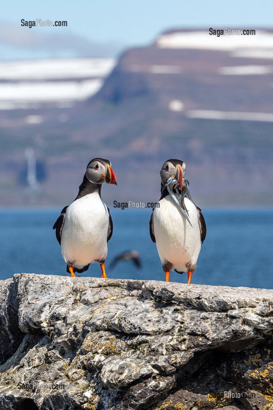 LES MACAREUX MOINE OU PERROQUET DE MER, ILE DE VIGUR, RESERVE ORNITHOLOGIQUE D'OISEAUX MARINS, FJORD ISAFJARDARJUP, ISLANDE, EUROPE 