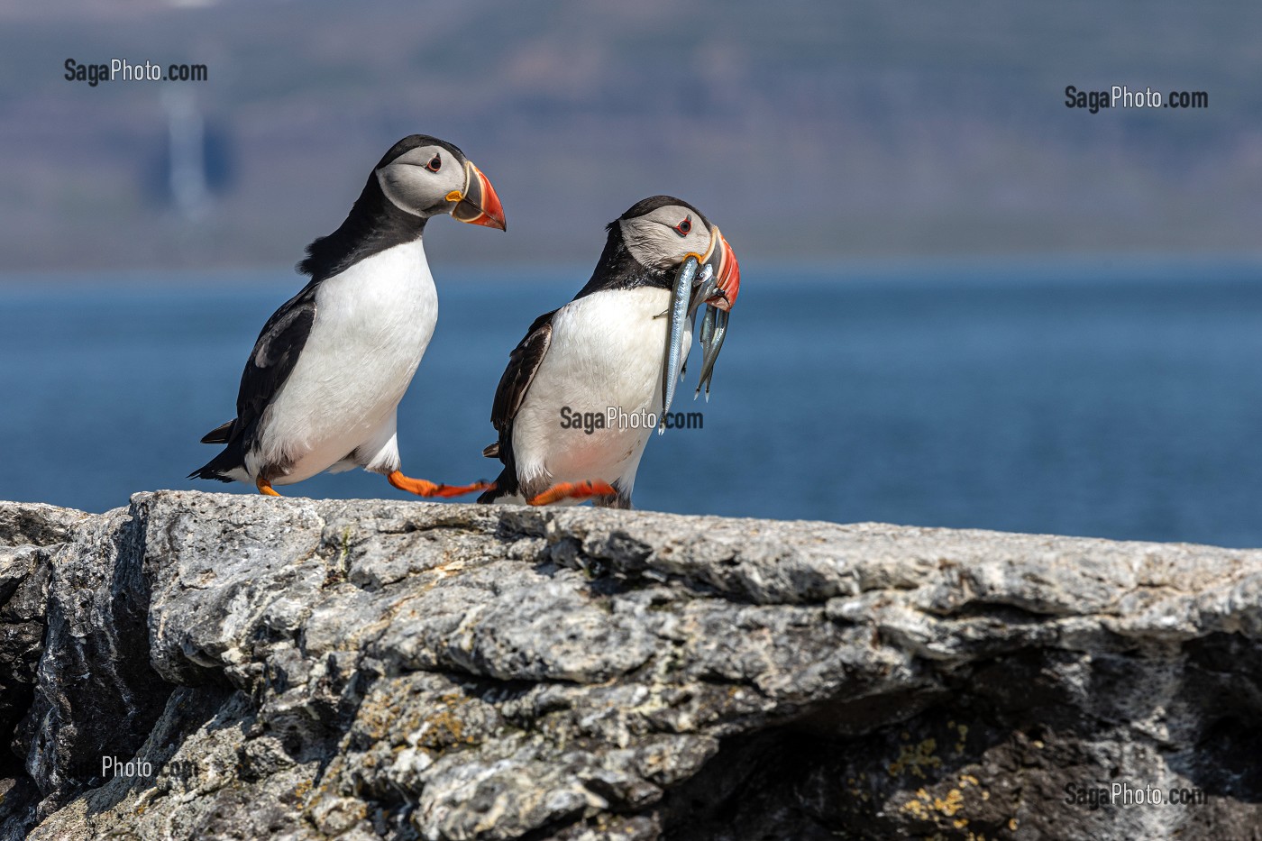 LES MACAREUX MOINE OU PERROQUET DE MER, ILE DE VIGUR, RESERVE ORNITHOLOGIQUE D'OISEAUX MARINS, FJORD ISAFJARDARJUP, ISLANDE, EUROPE 