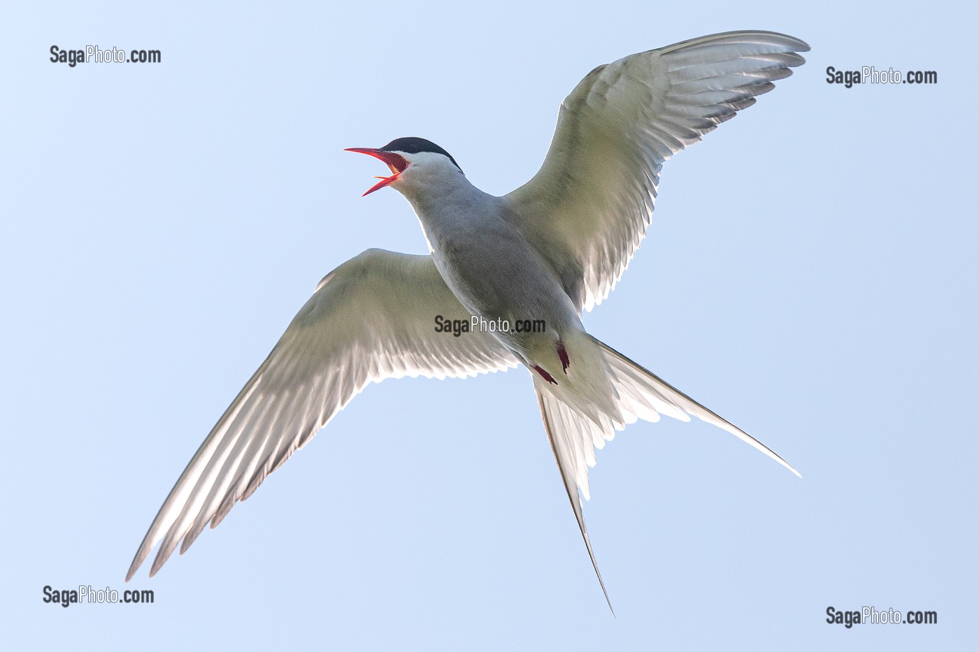 STERNES ARCTIQUES, ILE DE VIGUR, RESERVE ORNITHOLOGIQUE D'OISEAUX MARINS, FJORD ISAFJARDARJUP, ISLANDE, EUROPE 